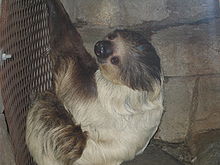 220px-Choloepus hoffmanni.jpg
