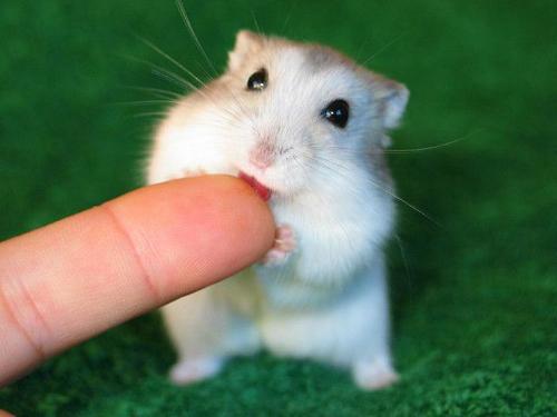 Файл:Your cute hamster-2.jpg