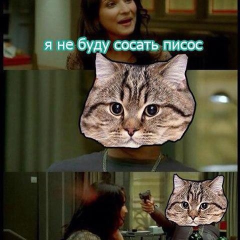 Файл:Kot Pisos.jpg