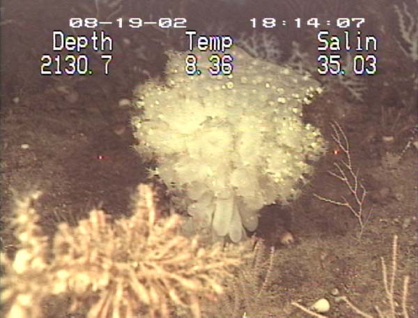 Файл:Glass Sponge.jpg