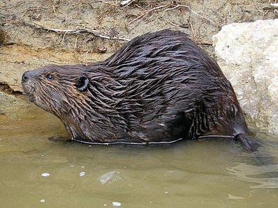 Файл:Castor canadensis.jpg