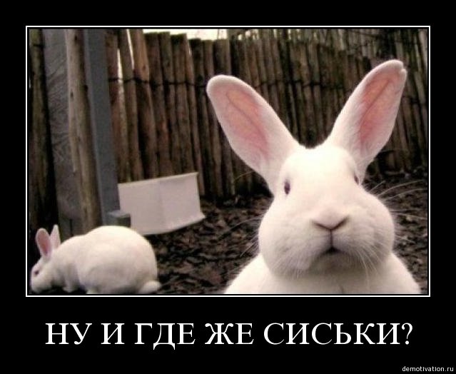 Файл:C516d0301b1df38dc43a5d5719ef592b.jpg