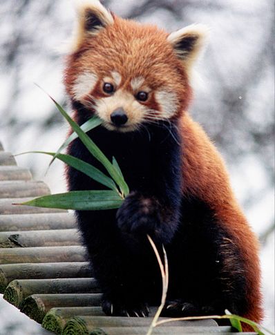 Файл:398px-Ailurus fulgens RoterPanda LesserPanda.jpg