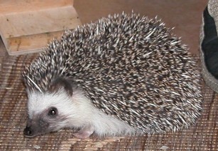 Файл:Atelerix albiventris.jpg