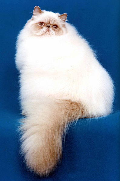 Файл:396px-Sonny Bunny.jpg