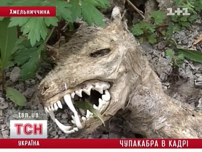 Файл:ЧупакабраВУкраине.jpg