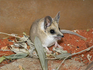 Файл:398px-Sminthopsis crassicaudata 3.jpg