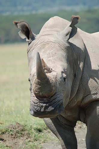 Файл:White rhino, Lake Nakuru Kenya.jpg
