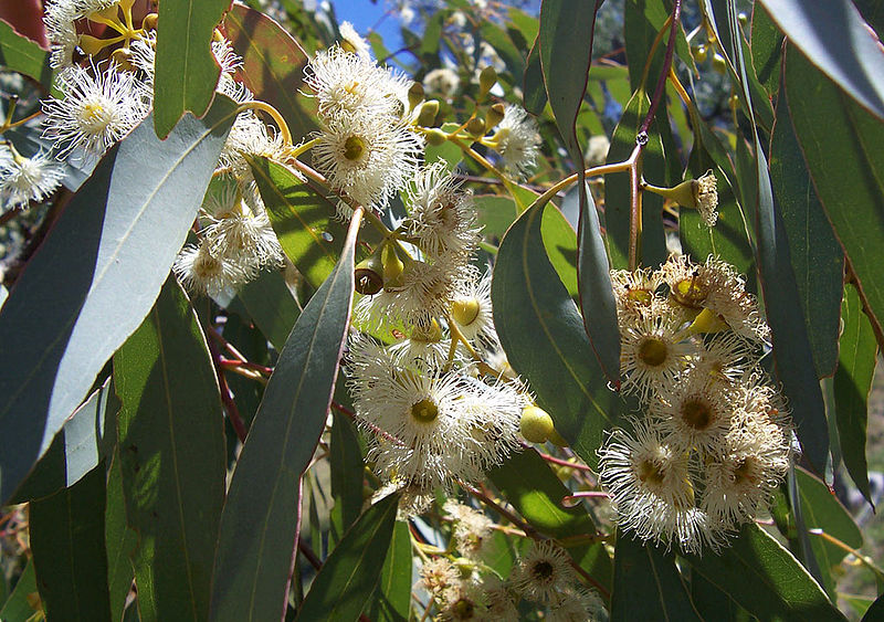 Файл:800px-Eucalyptus flowers2.jpg