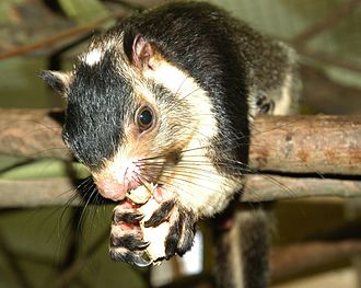 Файл:330px-Ratufa macroura.jpg