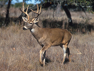 Файл:398px-White-tailed deer.jpg