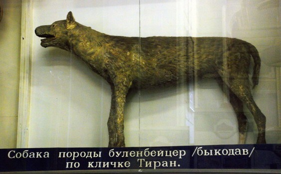 Файл:С тиран.jpg