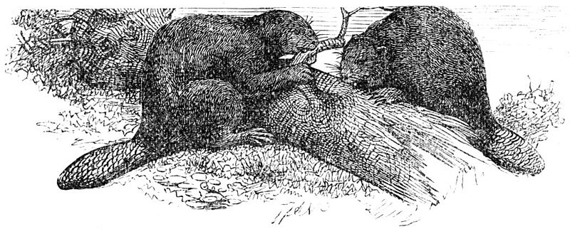 Файл:800px-Biber-drawing.jpg