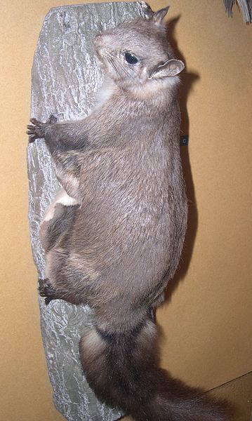 Файл:359px-Hylopetes nigripes.jpg