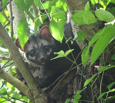 Файл:375px-Asian Palm Civet Over A Tree.jpg