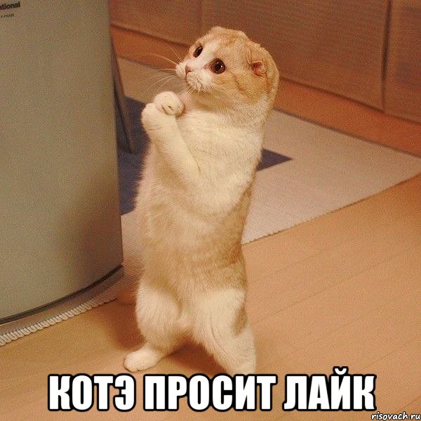 Файл:Котэ молится.jpg