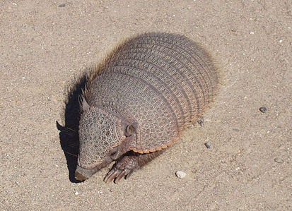 Файл:413px-Chubut-PeninsulaValdes-Armadillo-TatuCarreta-P2230729b.jpg