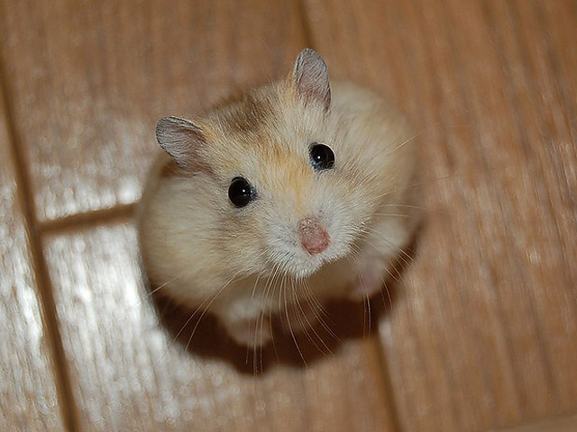 Файл:Your cute hamster-6.jpg