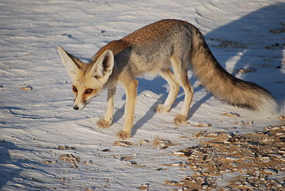 Файл:413px-Rüppell's fox.jpg