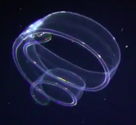 Файл:Cestum veneris in Hawaii.png