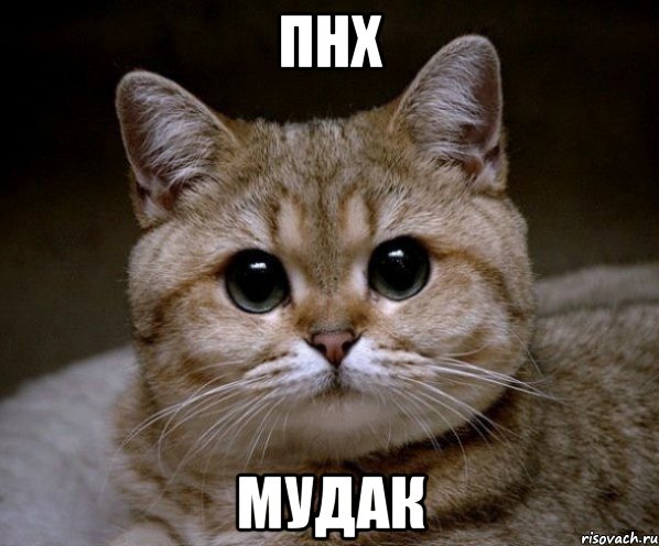 Файл:Pidrila-ebanaya 17050499 orig .jpeg