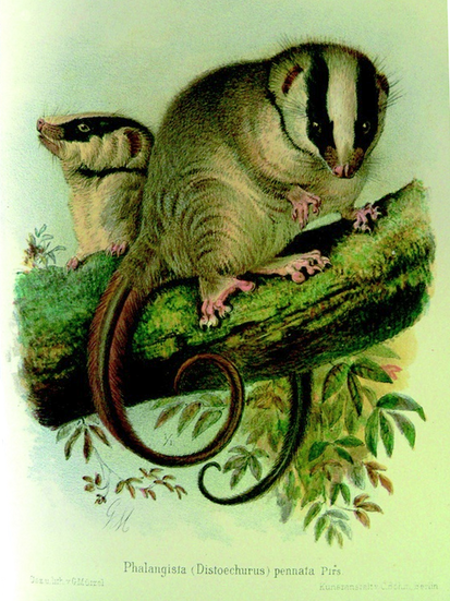 Файл:Distoechurus pennatus.png