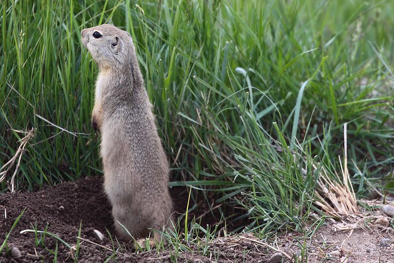 Файл:Richardson's Ground Squirrel (6128845571).jpg