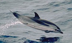 Stenella coeruleoalba-cropped.jpg