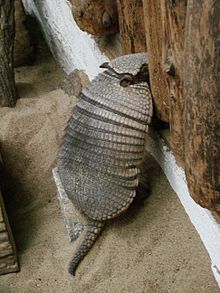 220px-Chaetophractus villosus (Wroclaw zoo).JPG