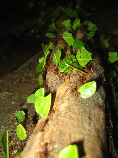 Файл:Leafcutterants-Colombia-close.jpg