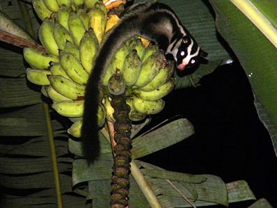 Файл:398px-Striped Possum on bananas edited.jpg
