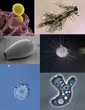 Файл:Amoeba collage.jpg