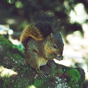 Sciuridae Poas2.jpg