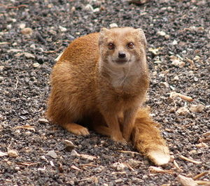 Fuchsmanguste 2.jpg