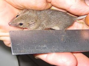 Planigale maculata001.jpg