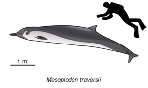 413px-Mesoplodon traversii.svg.png