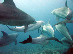 800px-Dolphins gesture language.jpg
