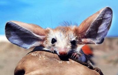 Euchoreutes-naso-gerboa-grandi-orecchie-620x393.jpg
