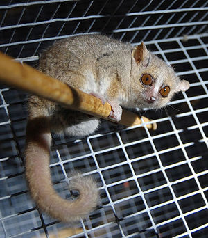 Gray Mouse Lemur 1.JPG