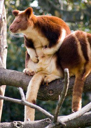 413px-Tree kangaroo2.jpg