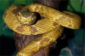 Bothrops-insularis-2.jpg