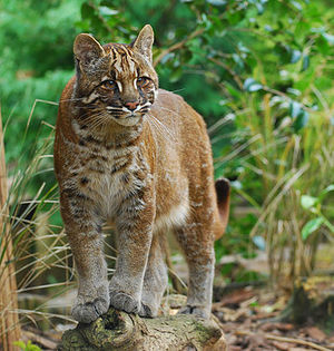 398px-Asian Golden cat.jpg