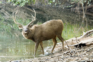 800px-Sambardeer2.jpg