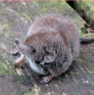 4 shrews.jpg