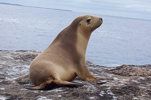 413px-Neophoca cinerea.JPG