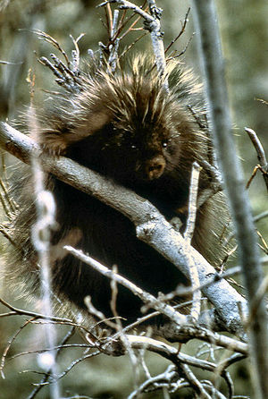 404px-Porcupine NPS11747.jpg