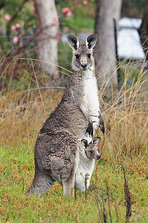 413px-Kangaroo and joey03.jpg