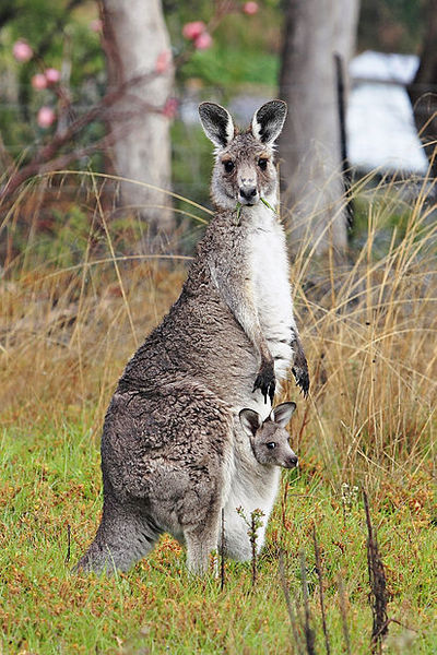 Файл:413px-Kangaroo and joey03.jpg
