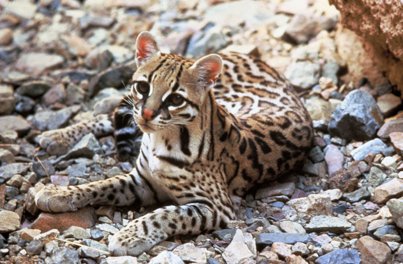 Файл:Ocelot.jpg