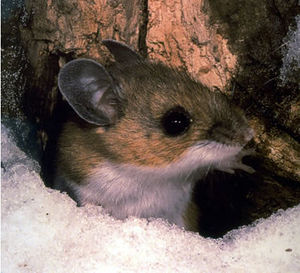398px-Peromyscus maniculatus.jpg